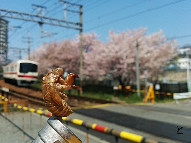 ニッポンの原風景の作品写真