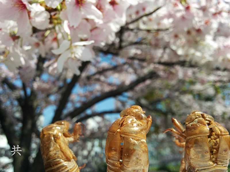 同僚とお花見の作品写真