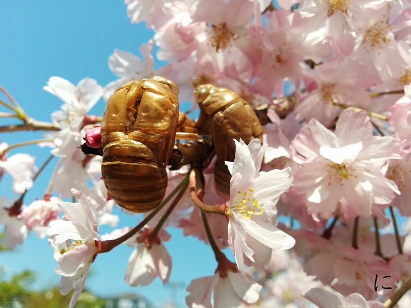 お花見カップルの作品写真