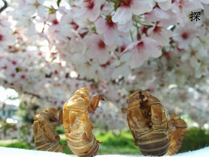 家族でお花見の作品写真